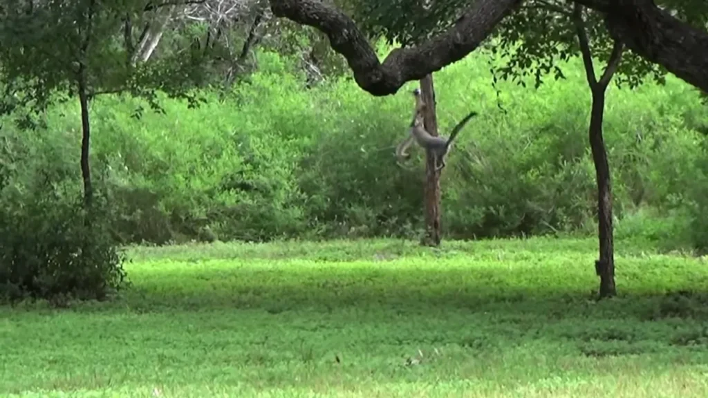 Flying foxes: Did you know that gray foxes can climb trees?