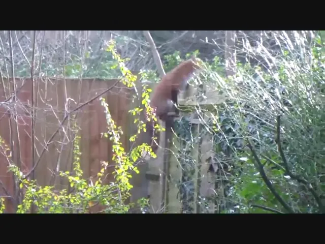 can foxes climb buildings