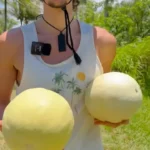 do honeydew melons grow on trees?