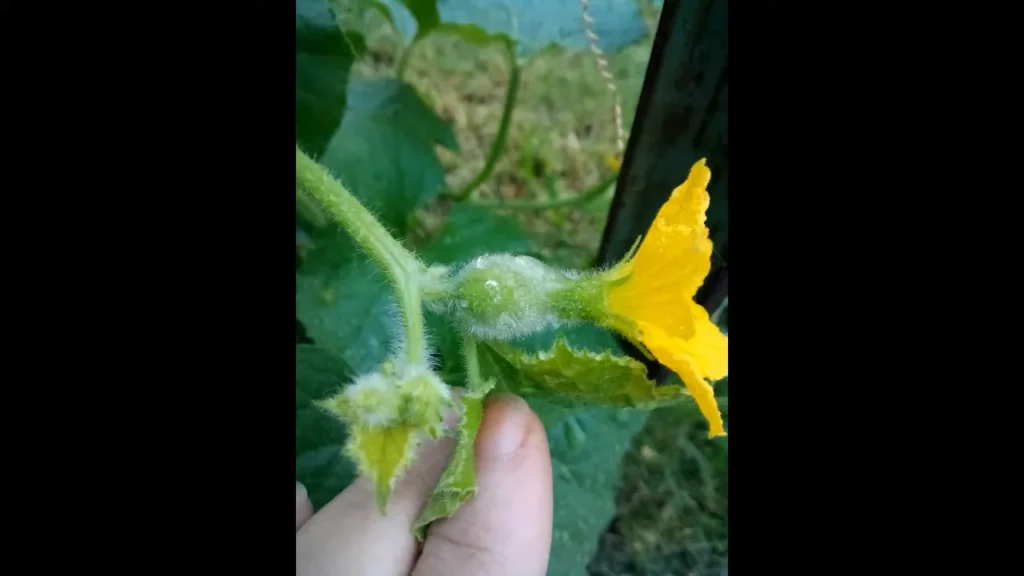 Flowering and Fruit Development Process