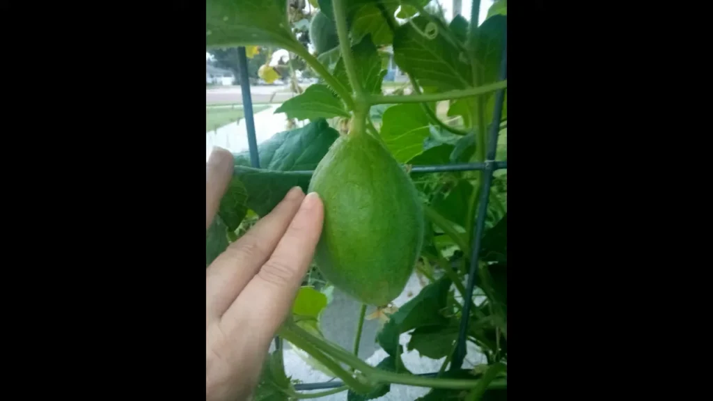 Farming Methods for Honeydew Melons