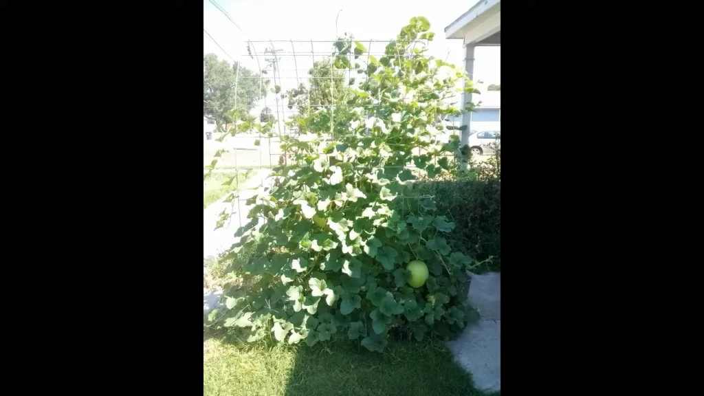 How Long Does It Take for a Honeydew Melon to Mature?