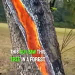 can a tree catch on fire by itself