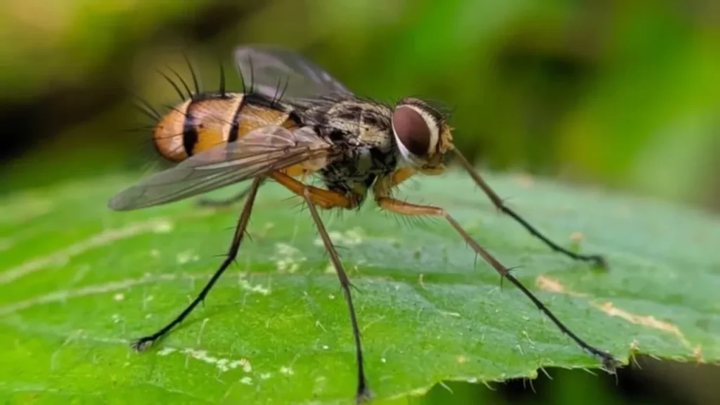 How do I stop horse flies from attacking me?